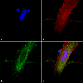 GluN2A/NR2A Antibody: HRP