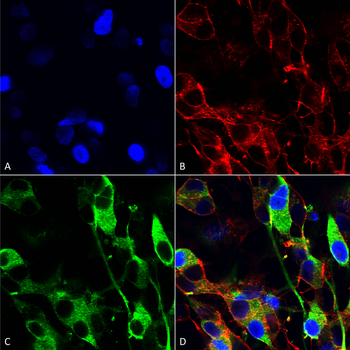 Versican Antibody: APC