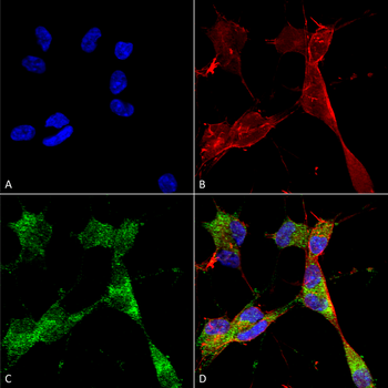 PINK1 Antibody: APC