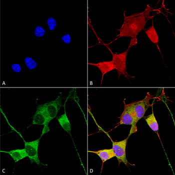 Ataxin 1 Antibody: FITC
