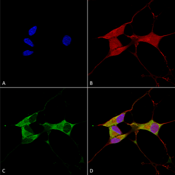 Mitofusin 2 Antibody: FITC