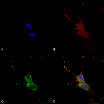 LGI1 Antibody: PerCP