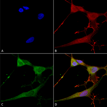 NrCAM Antibody: FITC