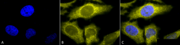 TCP1 alpha Antibody: FITC
