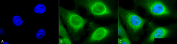 GRP94 Antibody: HRP