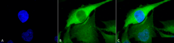 HSP70 Antibody: HRP