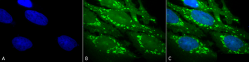 HSP60 Antibody: HRP