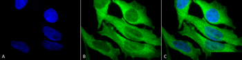 HSP27 Antibody: APC