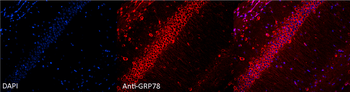 GRP78 Antibody: HRP