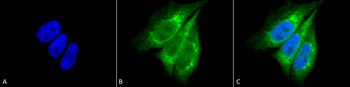KDEL Antibody: APC