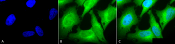 HO-1 Antibody: HRP
