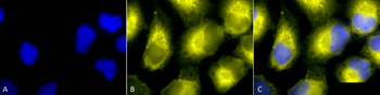 PDI Antibody: APC