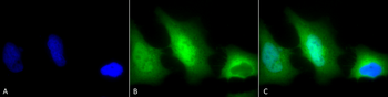 SOD (Cu/Zn) Antibody: PerCP