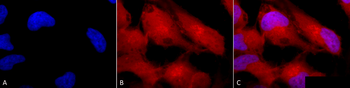Erk1/2 Antibody: RPE