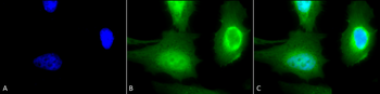Calreticulin Antibody: APC