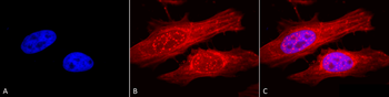Alpha B Crystallin Antibody: APC