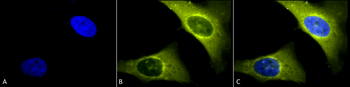 Rab4 Antibody: APC