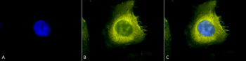 CDC37 Antibody: HRP