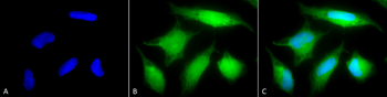 Rab5 Antibody: APC
