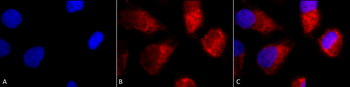 TNF-R1 Antibody: HRP