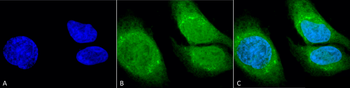 GRP78 (Bip) Antibody: HRP