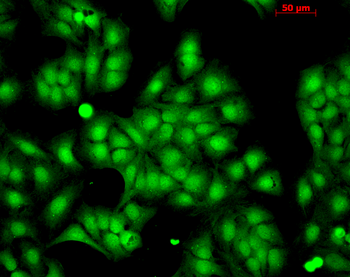 HSP22 Antibody: APC