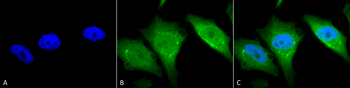 Calnexin-CT Antibody: HRP