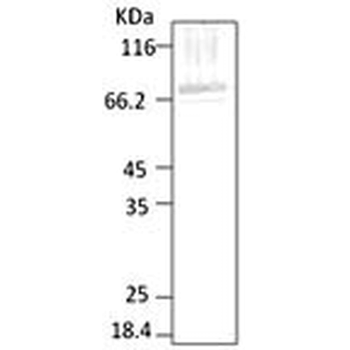 HSP70 (P. falciparum) Antibody: HRP