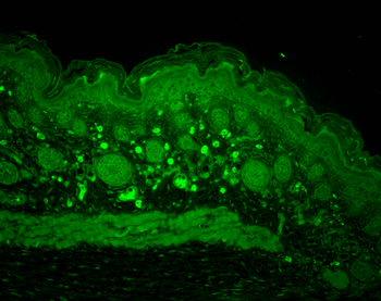 HSP110 Antibody: APC