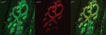 Bassoon Antibody: Biotin