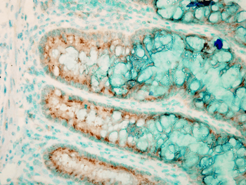 TLR4 Antibody: FITC