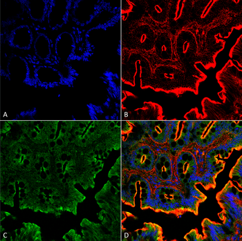 NHE3 Antibody: APC