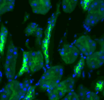 NCC Antibody: FITC