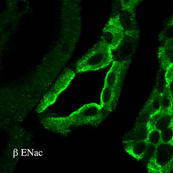 ENaC beta Antibody: HRP