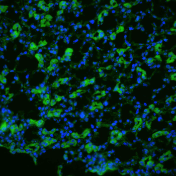 Aquaporin 1 Antibody: HRP