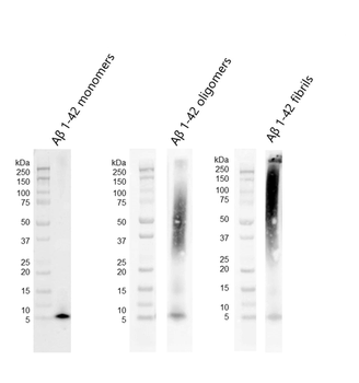 Amyloid Beta Peptide 1-42 (HFIP treated) Monomers