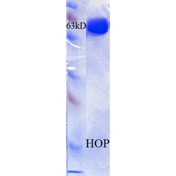 HOP Protein