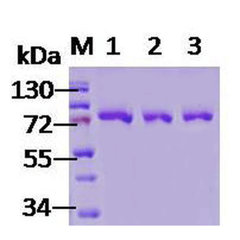 GRP78 (Bip) Protein