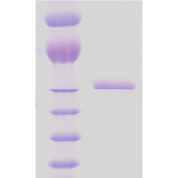 HSP65 Protein