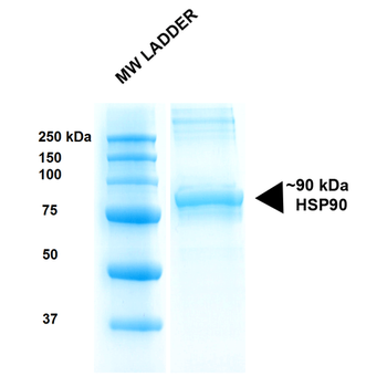 HSP90 beta Protein