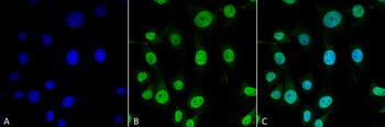 Trap1 Antibody: FITC