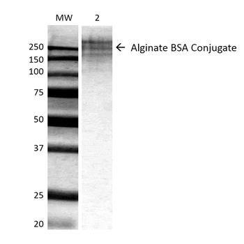 Alginate Antibody: HRP