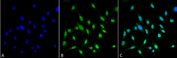 GRP78 Antibody: HRP