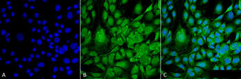 GRP78 Antibody: HRP