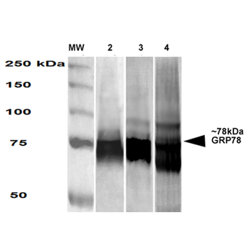 GRP78 Antibody (HRP)