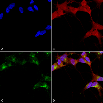 GABA-A Receptor Beta 3 Antibody: APC