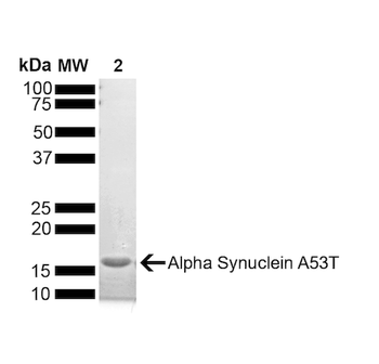 Alpha Synuclein A53T Mutant Monomers (Type 1)