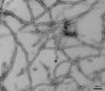 Tau (K18) P301L Mutant Pre-formed Fibrils
