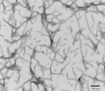 Tau-441 (2N4R) P301S Mutant Pre-formed Fibrils