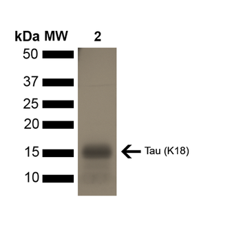 Tau (K18) P301L Mutant Monomers